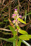 Swamp loosestrife